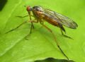 Empis (Xathempis) stercorea